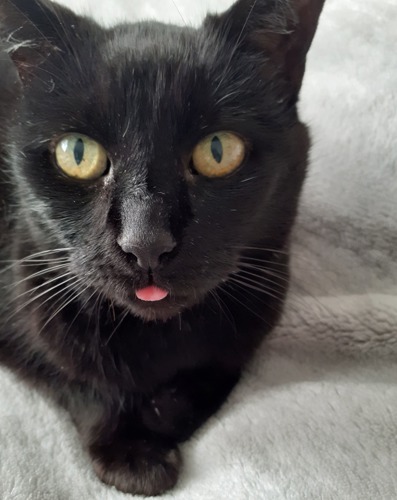 black cat sitting on grey fleece blanket with lip of pink tongue poking out at camera