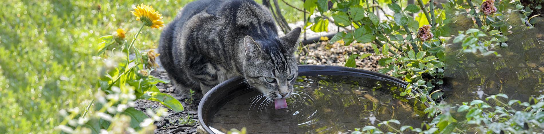 Cats and drinking