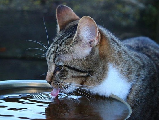 Cats and Drinking - What do cats drink? | Cats Protection