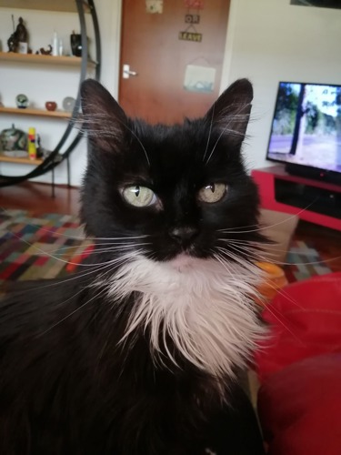black-and-white long-haired cat looking at the camera
