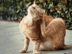 Ginger cat scratching ear