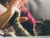 Tabby-cat-giving-high-five.jpg