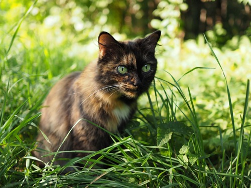 tortoiseshell cat sitting in long grass