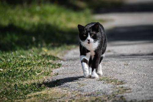 black-and-white cat walking along concrete path next to grassy verge