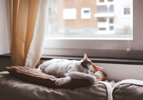 tortoiseshell-and-white cat sleeping on cushion on back of grey sofa in front of windowsill