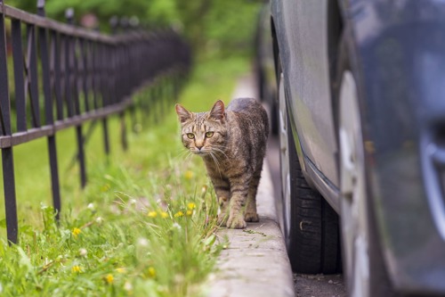 brown tabby cat walking on grassy verge next to car
