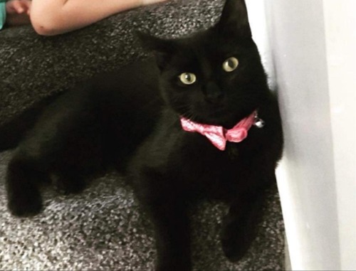 black cat wearing pink collar sitting on grey carpet