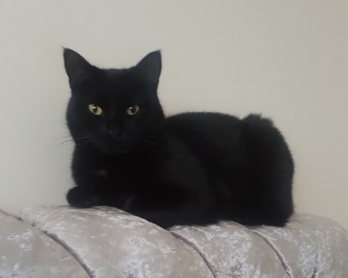 black cat sitting on back of grey sofa