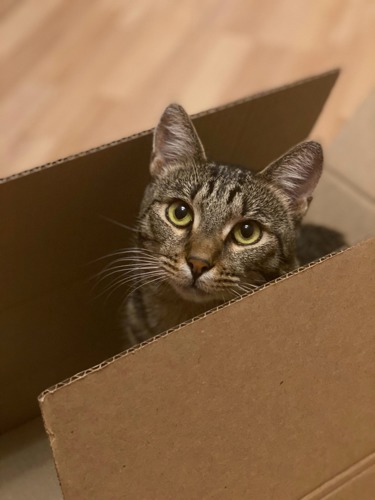 brown tabby cat sat inside cardboard box