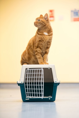 ginger tabby cat sat on top of a blue-and-white cat carrier