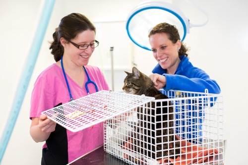 two brunette women, one wearing pink vet scrubs with a blue stethoscope around her neck and the other  wearing a blue jumper both looking at a brown tabby cat inside a top-opening white wire cat basket