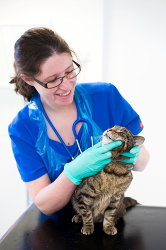 brunette woman wearing blue vet scrubs, a blue plastic apron, blue plastic latex gloves and a blue stethoscope around her neck examining a brown tabby cat on a black table