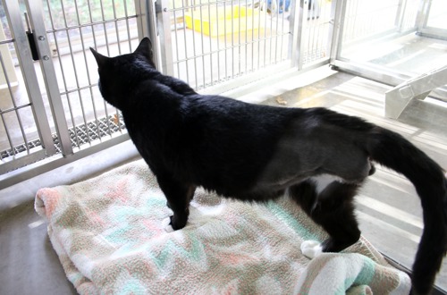 Side view of black-and-white cat with one back leg missing