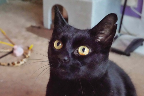 black cat with yellow eyes