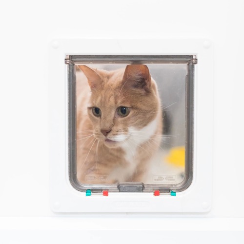 ginger-and-white tabby cat peering through a cat flap