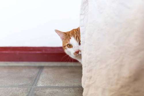 ginger-and-white tabby cat hiding behind white curtain