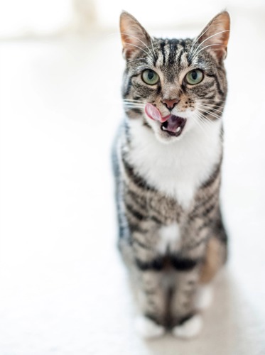 tabby-and-white cat licking its lips