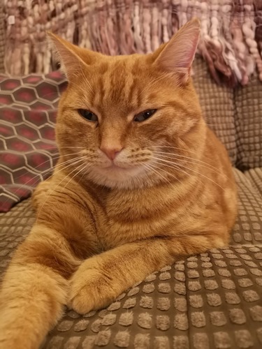 ginger tabby cat lying on brown sofa
