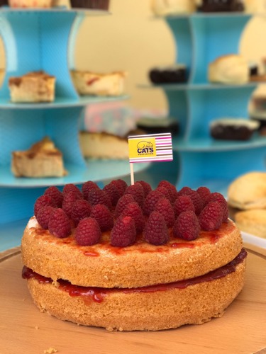 sponge sandwich cake decorated with raspberries and a small flag with the Cats Protection logo