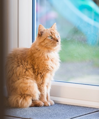 long-haired ginger cat sitting next to glass-panelled door