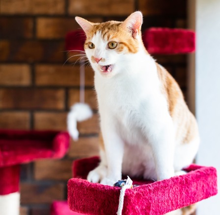 ginger-and-white cat sat on pink cat tower with mouth open