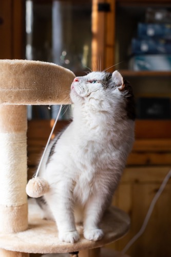 grey-and-white cat sat on beige cat tower