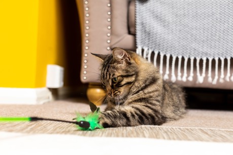 long-haired brown tabby cat playing with green feathery fishing rod toy