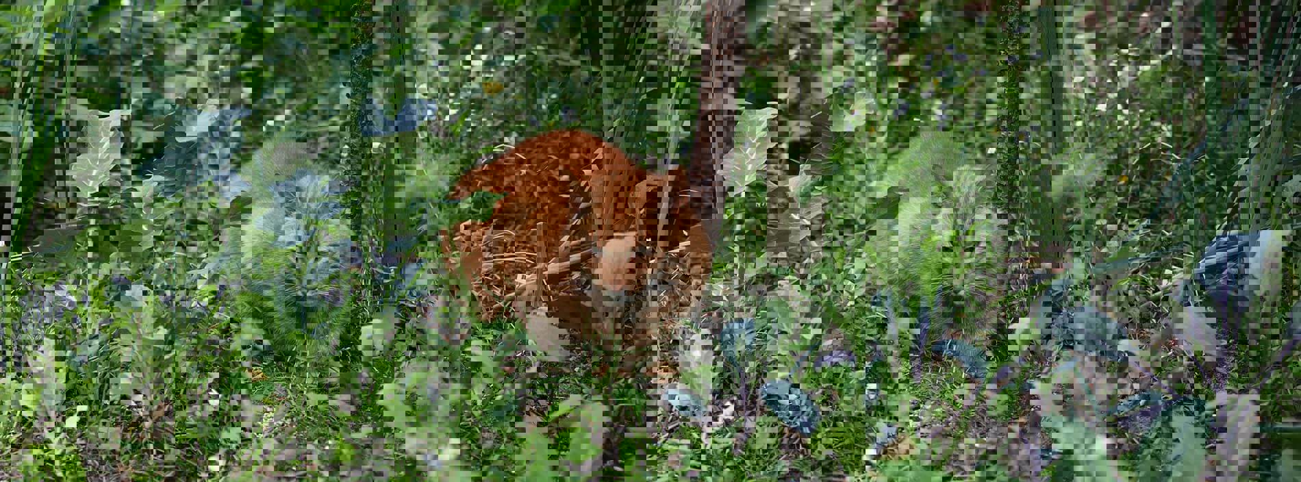 Ticks