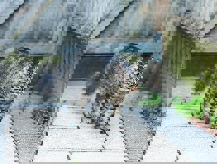 Keeping Cats Out of Your Garden Help & Advice Cats Protection