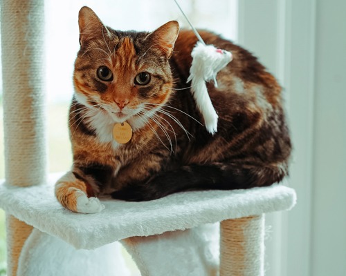 tortoiseshell-and-white cat say on white cat tower platform with fluffy cat toy dangling in front of her