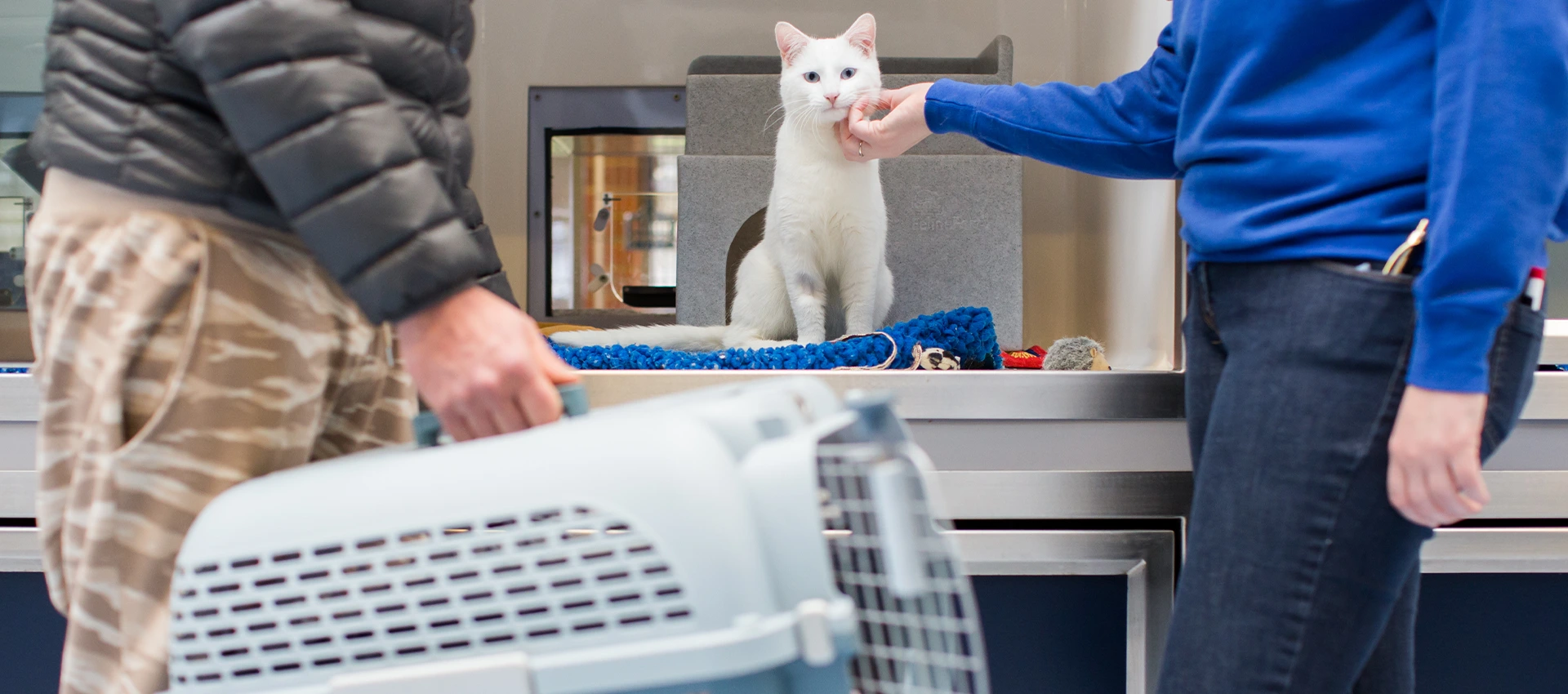 White cat being collected from an adoption centre