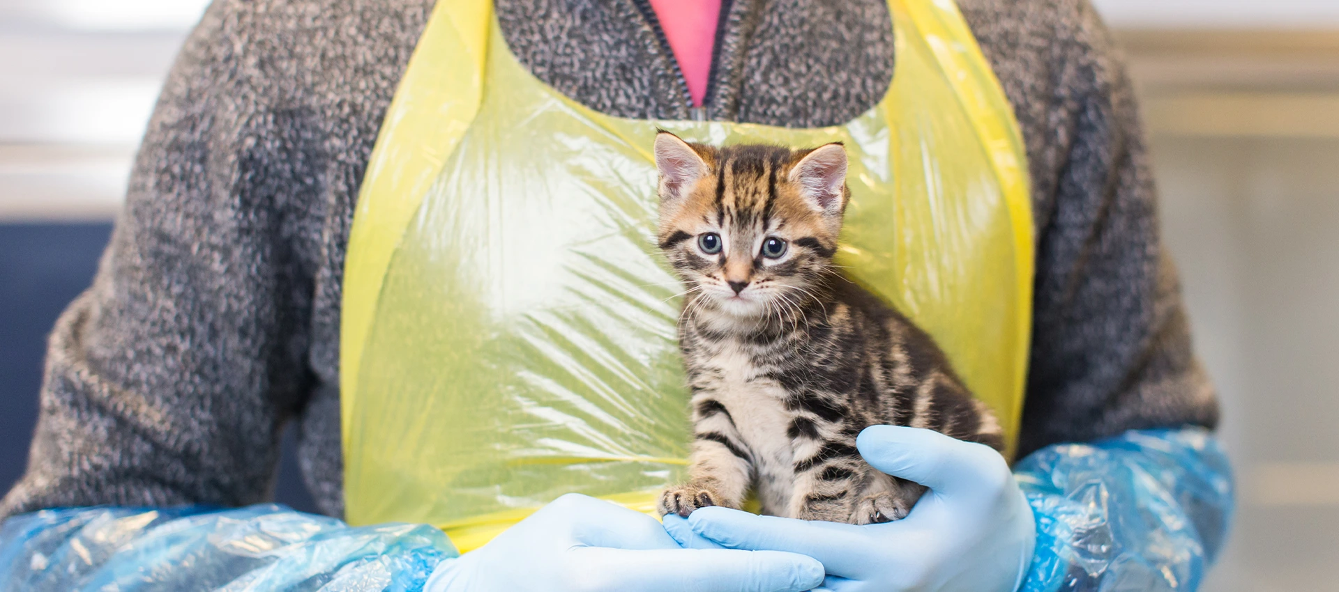 Volunteer holding a tabby kitten