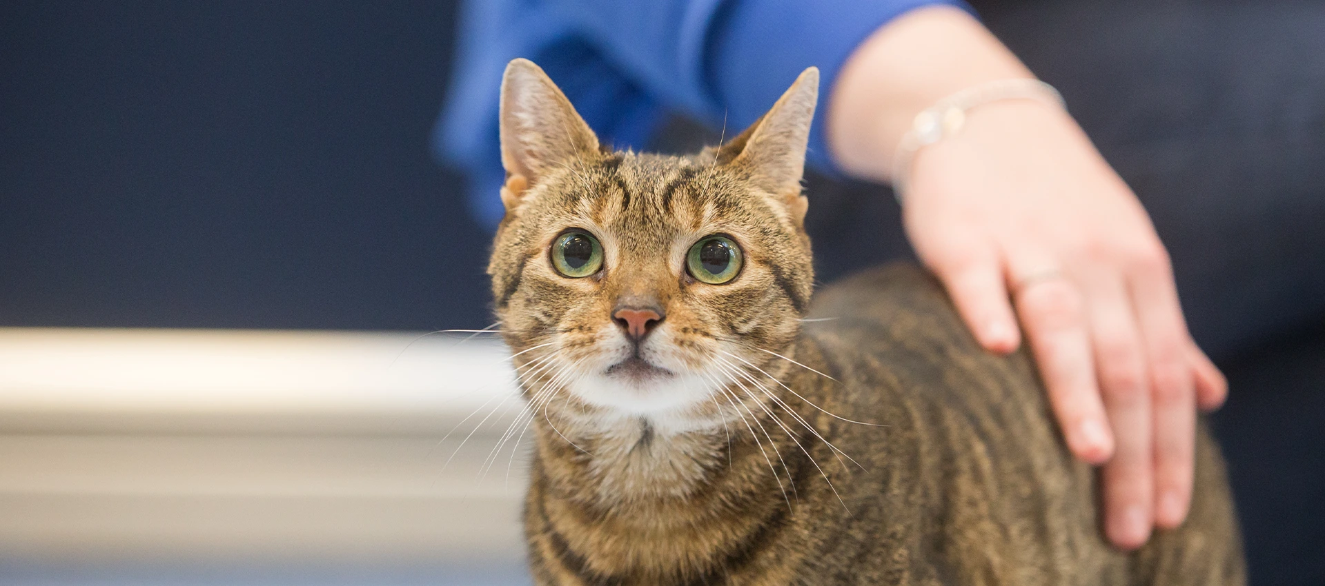 Tabby cat being stroked