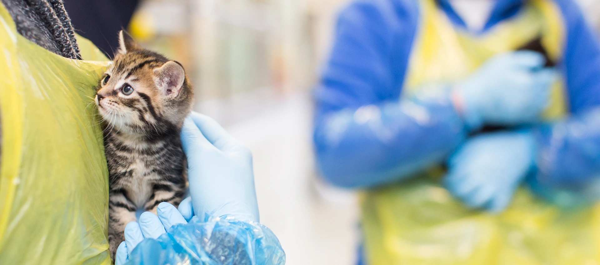 Kitten being held by a vet