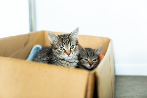 two tabby kittens in a cardboard box