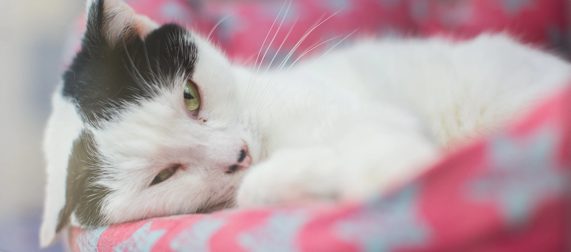 Black and white cat relaxing