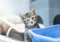 brown tabby kitten standing next to blue plastic litter tray