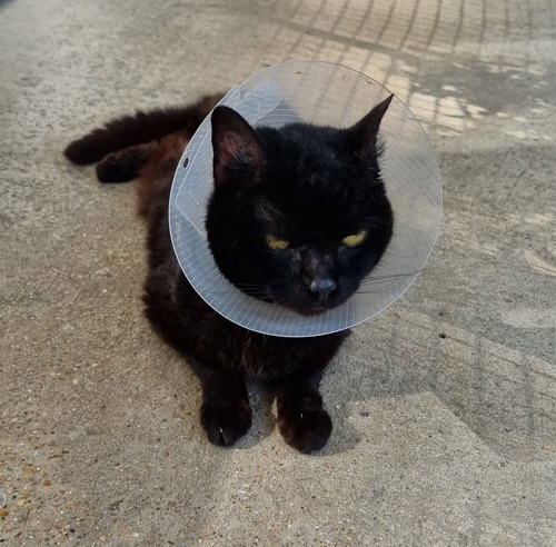 black cat wearing plastic cone collar