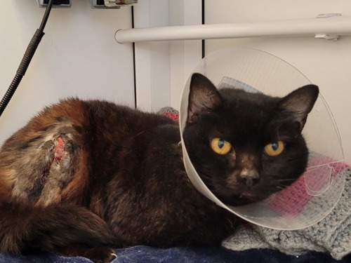 black cat with missing back leg wearing plastic cone collar