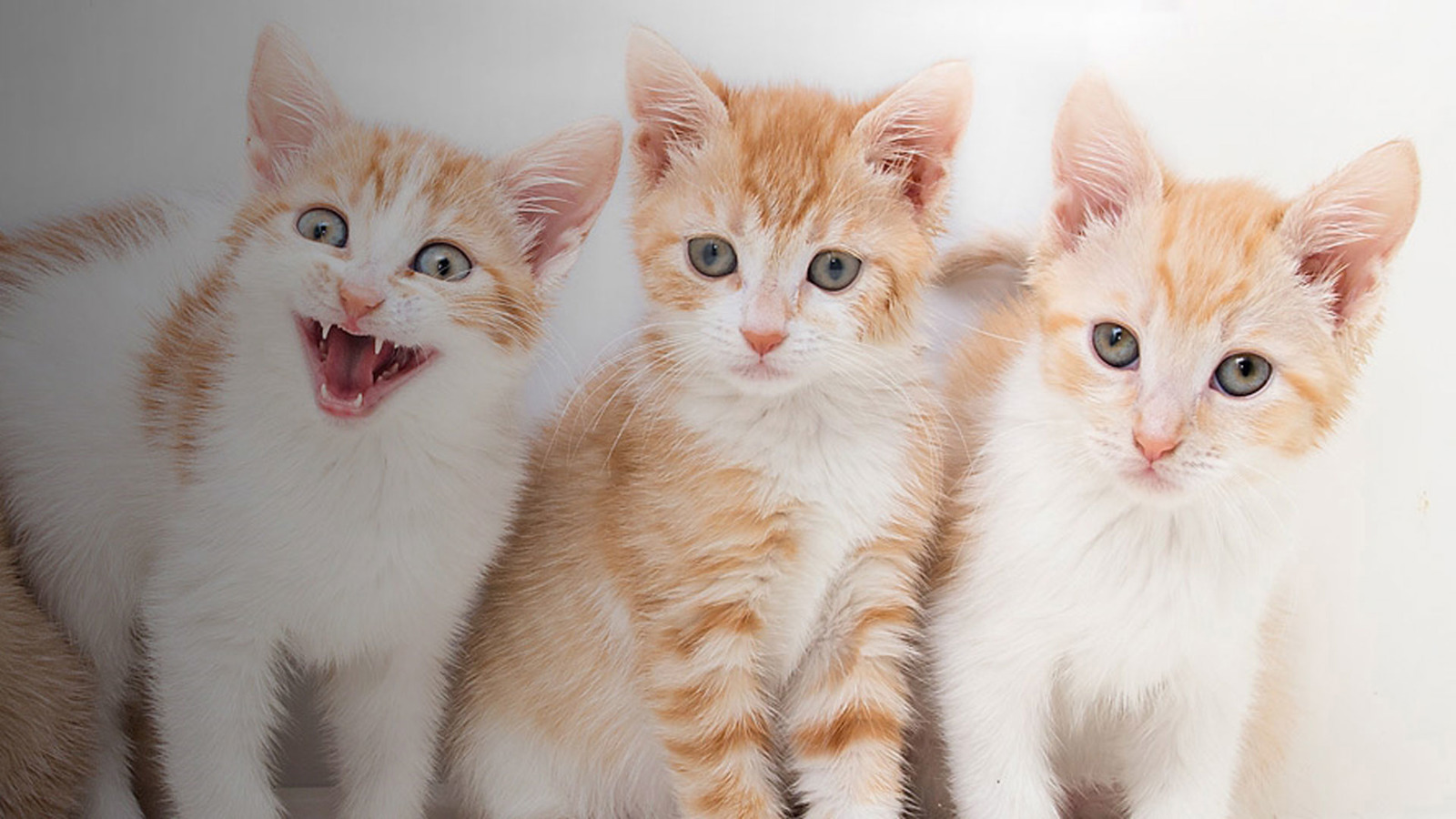 Cats Protection High and South Bucks Branch