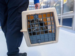 Pheromone Therapy | Help and Advice with Cat Behaviour - Senior Cat Pheromone Treatment Guide