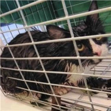 Abandoned cat found drenched