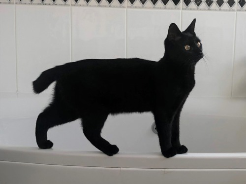 black cat standing on edge of white bathtub