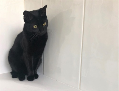 black cat standing in front of white tiled wall