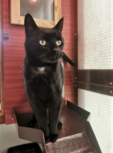 black cat standing on perch in cat pen