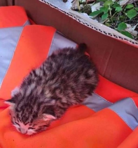newborn tabby kitten sat on top of orange high-vis jacket in cardboard box