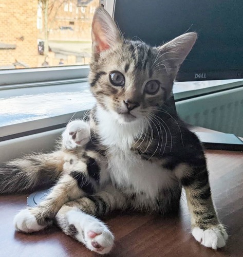 tabby and white kitten sat on wooden surface in front of window