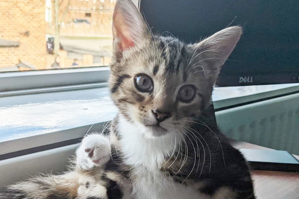 Kitten saved from recycling centre crusher