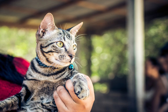 Choosing a Cat Collar Getting a Cat Cats Protection