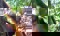 Sumatra Jungle Trek and Tiger Conservation Project 2023